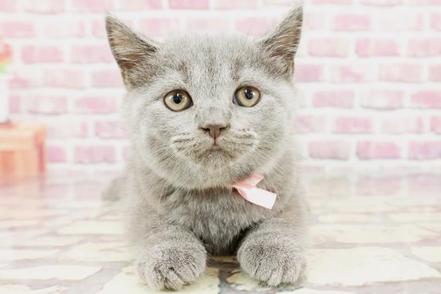 東京都のブリティッシュショートヘアー (Coo&RIKU三軒茶屋店/2024年3月8日生まれ/女の子/ブルー)の子猫