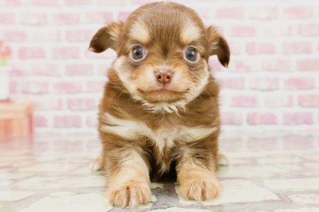 埼玉県のチワワ(ロング) (Coo&RIKUアニマルケアセンター大宮/2024年3月10日生まれ/男の子/チョコレートタンホワイト)の子犬