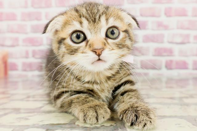 神奈川県のスコティッシュフォールド (Coo&RIKU小田原店/2024年3月11日生まれ/女の子/ブラウンタビー)の子猫