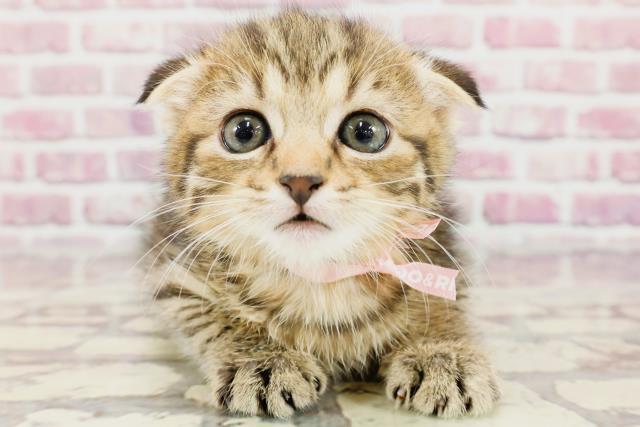 東京都のスコティッシュフォールド (Coo&RIKU三軒茶屋店/2024年3月11日生まれ/女の子/ブラウンタビー)の子猫