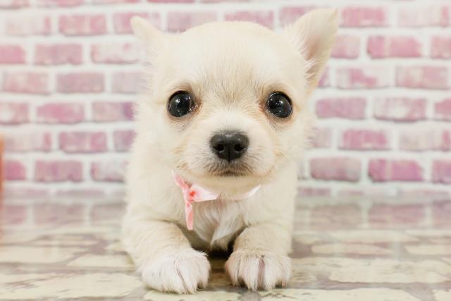 東京都のチワワ(ロング) (Coo&RIKU阿佐ヶ谷店/2024年3月11日生まれ/女の子/クリームホワイト)の子犬
