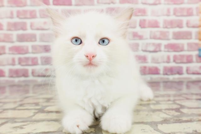 神奈川県のラグドール (Coo&RIKU横須賀店/2024年3月12日生まれ/男の子/ブルーポイントバイカラー)の子猫