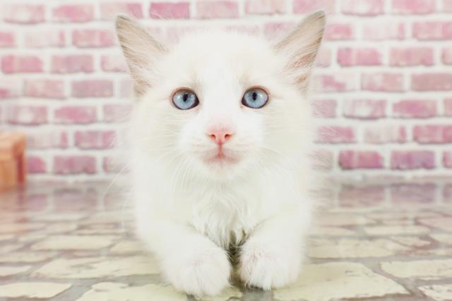 富山県のラグドール (Coo&RIKU富山店/2024年3月12日生まれ/男の子/ブルーポイントバイカラー)の子猫