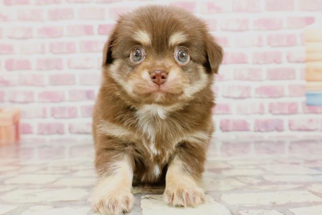 神奈川県のチワワ(ロング) (Coo&RIKU相模原店/2024年3月11日生まれ/男の子/チョコレートタンホワイト)の子犬