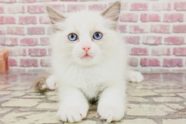北海道のラグドール (Coo&RIKU札幌東店/2024年3月9日生まれ/女の子/ブルーポイントバイカラー)の子猫