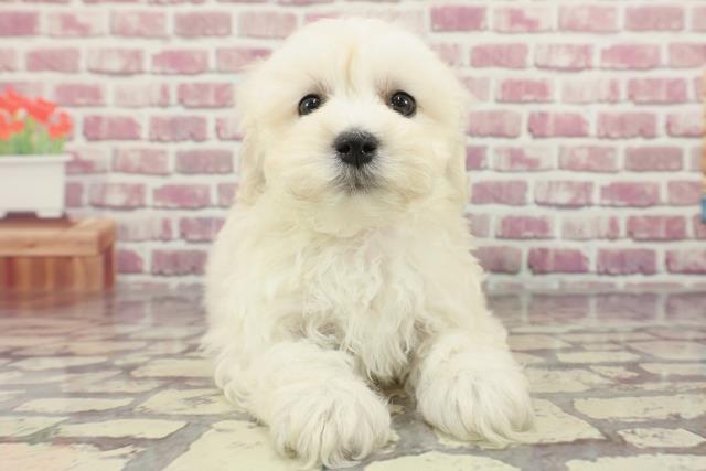 埼玉県のマルプー(マルチーズ×プードル) (Coo&RIKUアニマルケアセンター大宮/2024年3月12日生まれ/女の子/ホワイト)の子犬