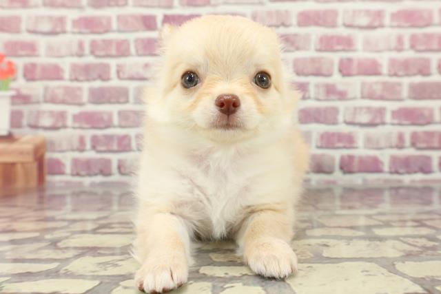北海道のチワワ(ロング) (Coo&RIKU札幌東店/2024年3月11日生まれ/女の子/クリーム)の子犬
