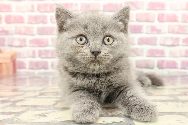 東京都のブリティッシュショートヘアー (Coo&RIKU下北沢店/2024年3月12日生まれ/女の子/ブルー)の子猫