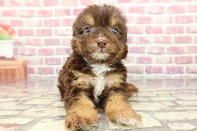 東京都のチワプー/プーチー(チワワ×プードル) (Coo&RIKU東久留米店/2024年3月11日生まれ/男の子/チョコレートタンホワイト)の子犬