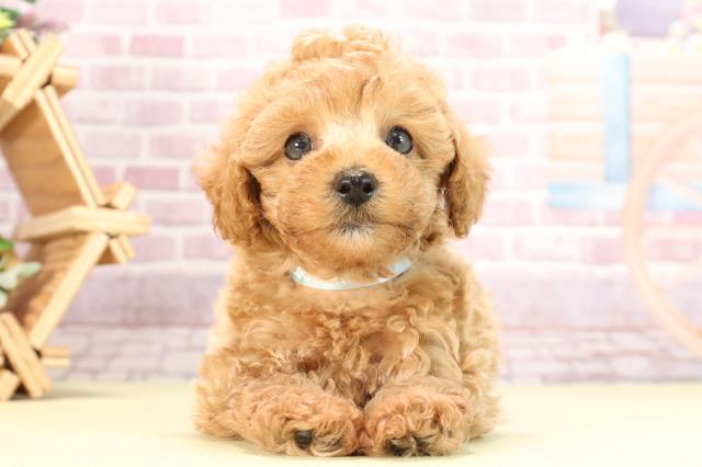 三重県のティーカッププードル (Coo&RIKU四日市店/2024年3月11日生まれ/男の子/アプリコット)の子犬