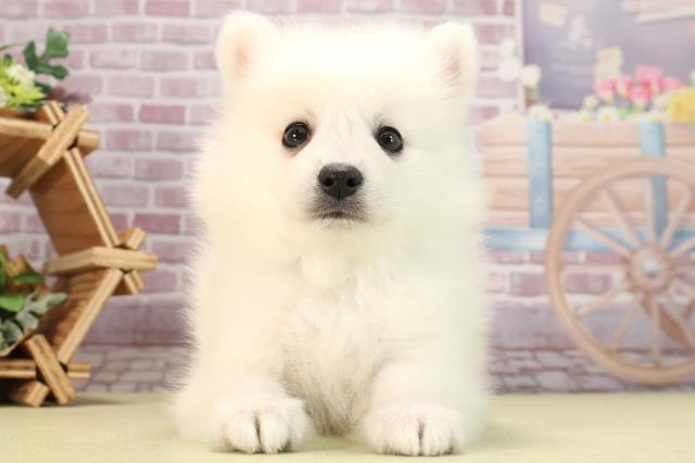 愛知県の日本スピッツ (Coo&RIKU半田店/2024年3月10日生まれ/男の子/ホワイト)の子犬
