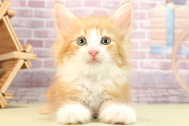 愛知県のノルウェージャンフォレストキャット (Coo&RIKU半田店/2024年3月12日生まれ/男の子/レッドタビーホワイト)の子猫