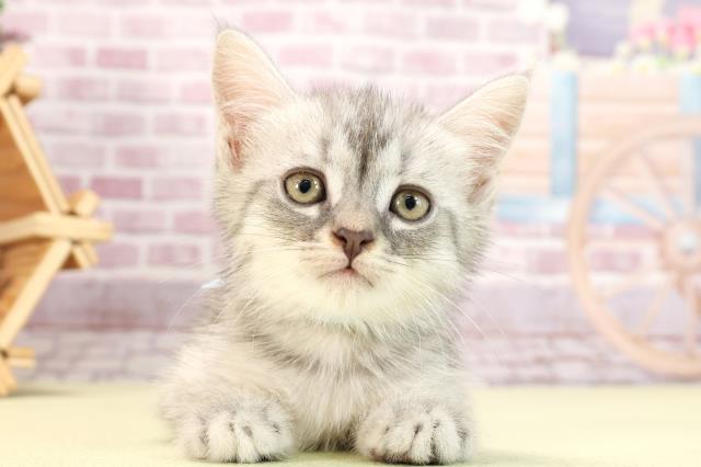 滋賀県のミヌエット (Coo&RIKUアヤハディオ水口店/2024年3月12日生まれ/男の子/ブルータビー)の子猫