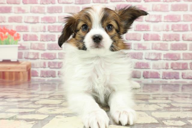 東京都のパピヨン (Coo&RIKU練馬店/2024年3月10日生まれ/男の子/ホワイトブラウン)の子犬