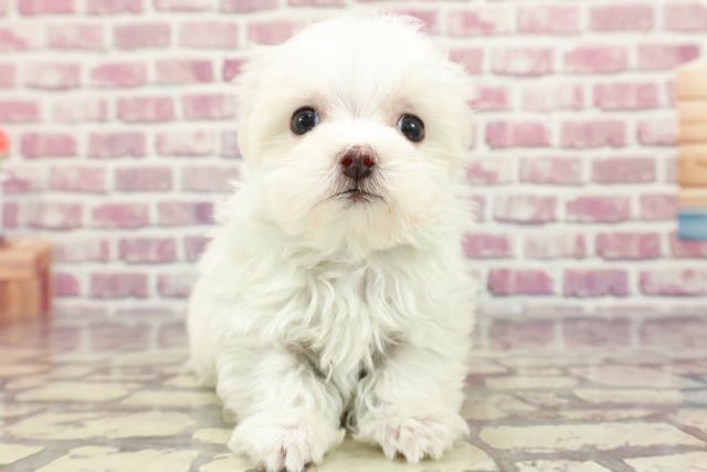 埼玉県のマルチーズ (Coo&RIKU大宮店/2024年3月11日生まれ/男の子/ホワイト)の子犬