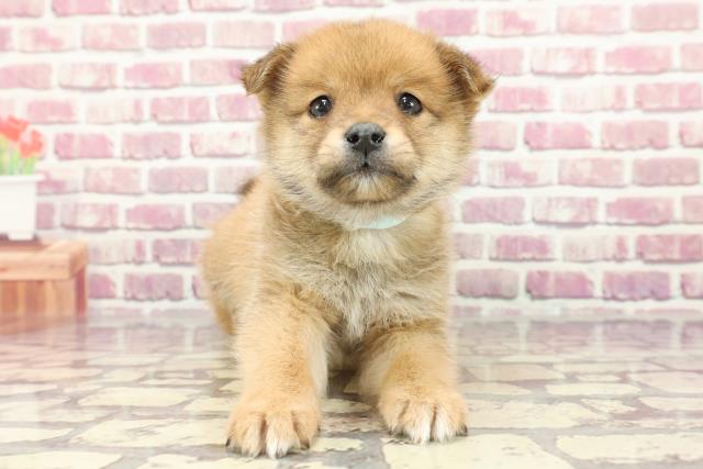 2024年3月12日生まれのポメ柴(ポメラニアン×柴犬)の1枚目の写真