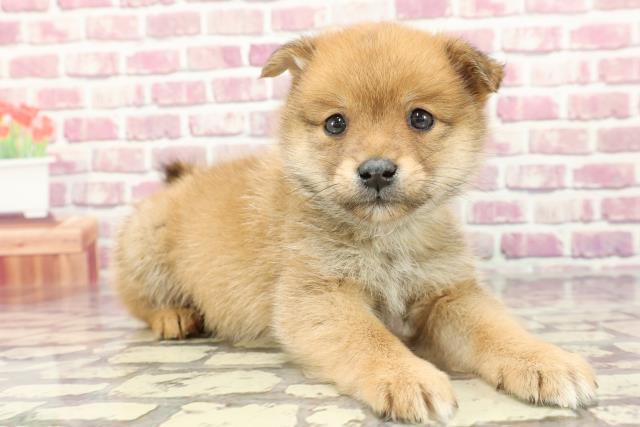 2024年3月12日生まれのポメ柴(ポメラニアン×柴犬)の3枚目の写真