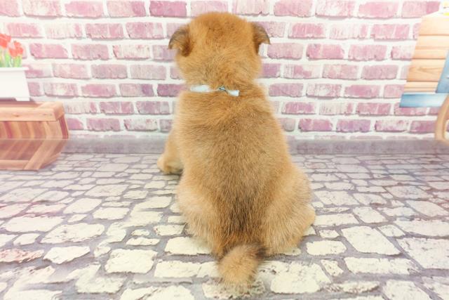 2024年3月12日生まれのポメ柴(ポメラニアン×柴犬)の4枚目の写真