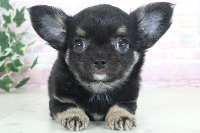 熊本県のチワワ(ロング) (Coo&RIKU熊本店/2024年3月12日生まれ/女の子/ブラックタンホワイト)の子犬