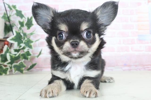 熊本県のチワワ(ロング) (Coo&RIKU宇土シティモール店/2024年3月12日生まれ/女の子/ブラックタンホワイト)の子犬