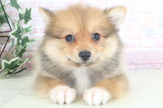 大分県のポメラニアン (Coo&RIKU大分店/2024年3月11日生まれ/女の子/オレンジセーブル)の子犬