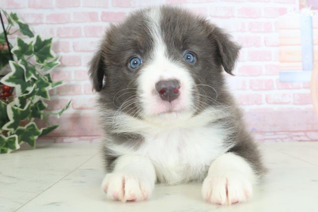 千葉県のボーダーコリー (Coo&RIKU若葉都賀店/2024年3月10日生まれ/女の子/ブルーホワイト)の子犬