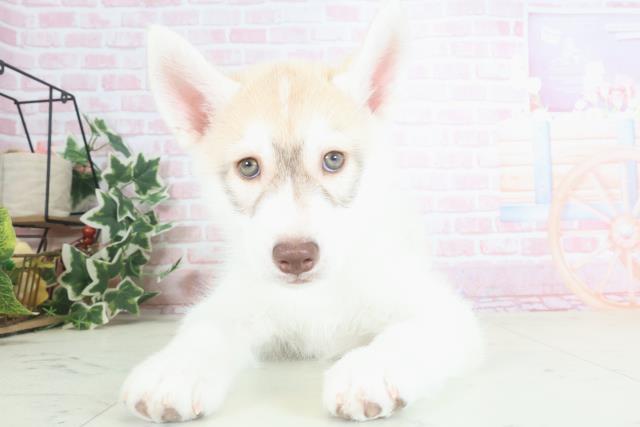 熊本県のシベリアンハスキー (Coo&RIKU熊本店/2024年3月7日生まれ/男の子/レッドホワイト)の子犬