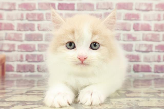 茨城県のラガマフィン (Coo&RIKU筑西店/2024年3月13日生まれ/男の子/クリームタビーホワイト)の子猫