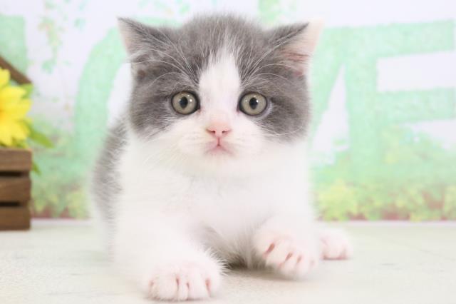熊本県のブリティッシュショートヘアー (Coo&RIKU宇土シティモール店/2024年3月13日生まれ/男の子/ブルーホワイト)の子猫