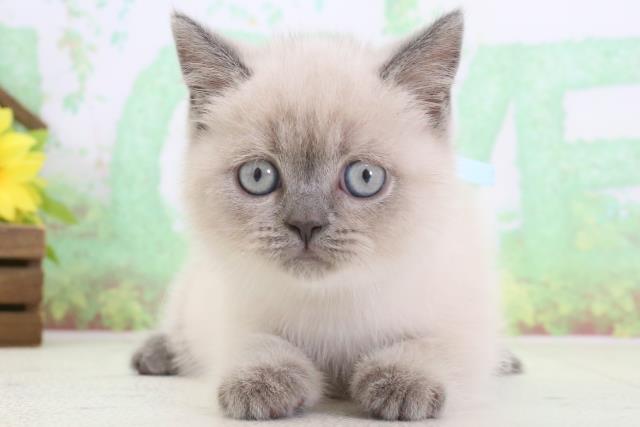 鹿児島県のブリティッシュショートヘアー (Coo&RIKU鹿屋店/2024年3月13日生まれ/男の子/シールポイント)の子猫