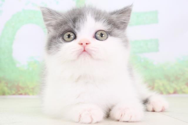 福岡県のブリティッシュショートヘアー (Coo&RIKU行橋店/2024年3月13日生まれ/女の子/ブルーホワイト)の子猫
