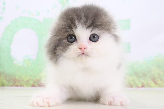 熊本県のスコティッシュフォールド (Coo&RIKU熊本店/2024年3月13日生まれ/男の子/ブルーホワイト)の子猫