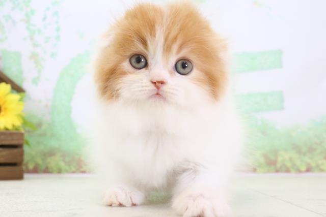 長崎県のスコティッシュフォールド (Coo&RIKU長崎浜町店/2024年3月13日生まれ/女の子/レッドホワイト)の子猫