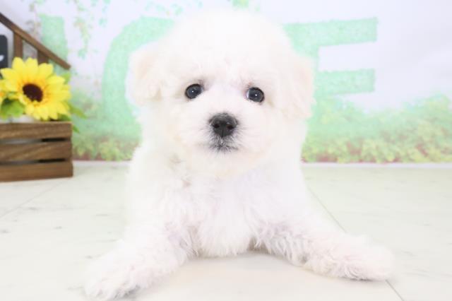 宮崎県のビションフリーゼ (Coo&RIKU宮崎店/2024年3月13日生まれ/男の子/ホワイト)の子犬