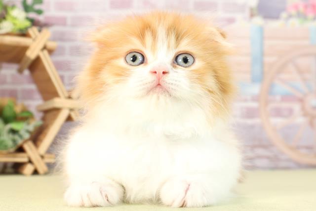 熊本県のスコティッシュフォールド (Coo&RIKU熊本店/2024年3月12日生まれ/男の子/レッドタビーホワイト)の子猫