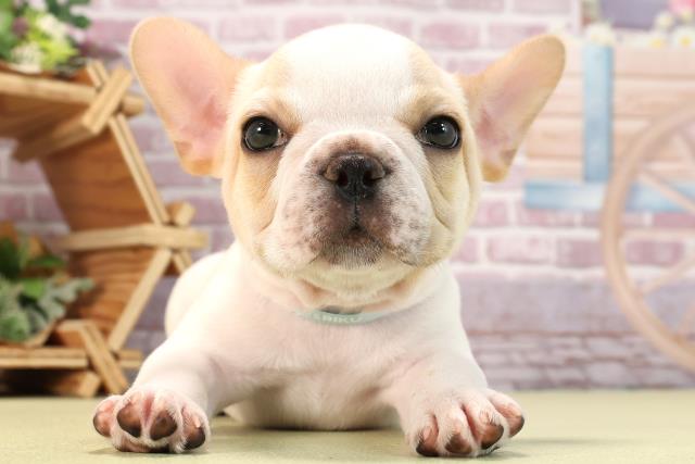 静岡県のフレンチブルドッグ (Coo&RIKU静岡SBS通り店/2024年3月11日生まれ/男の子/ホワイトクリーム)の子犬