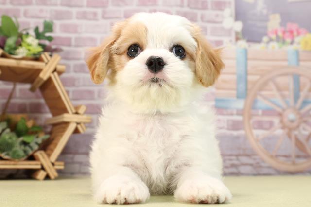 愛知県のハーフ犬 (Coo&RIKU岡崎店/2024年3月13日生まれ/男の子/ホワイトレッド)の子犬