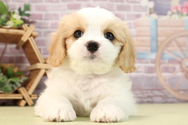 山口県のハーフ犬 (Coo&RIKUサンパークあじす店/2024年3月13日生まれ/男の子/ホワイトレッド)の子犬