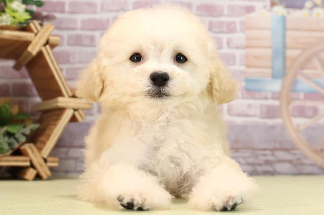 静岡県のトイプードル(トイ) (Coo&RIKU静岡SBS通り店/2024年3月8日生まれ/女の子/ホワイト)の子犬