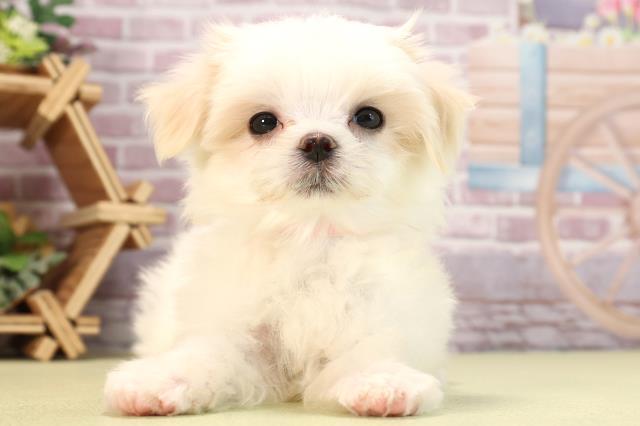 静岡県のマルチーズ (Coo&RIKU藤枝店/2024年3月10日生まれ/女の子/ホワイト)の子犬