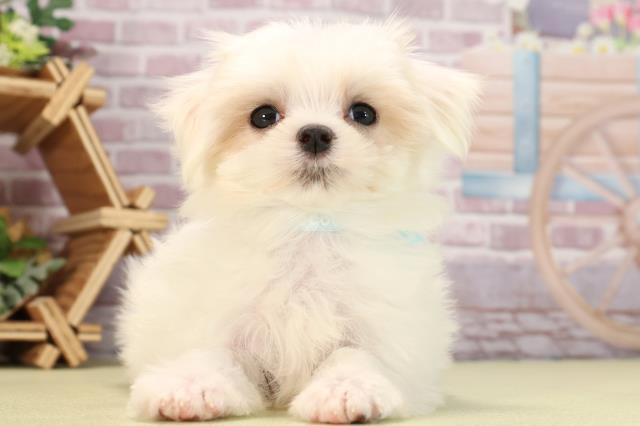 愛知県のマルチーズ (Coo&RIKU名古屋滝ノ水店/2024年3月10日生まれ/男の子/ホワイト)の子犬