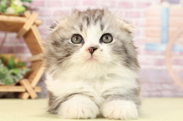 静岡県のスコティッシュフォールド (Coo&RIKU富士店/2024年3月11日生まれ/男の子/ブラウンタビーホワイト)の子猫