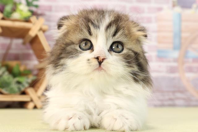 愛知県のスコティッシュフォールド (Coo&RIKU名古屋滝ノ水店/2024年3月11日生まれ/男の子/ブラウンタビーホワイト)の子猫
