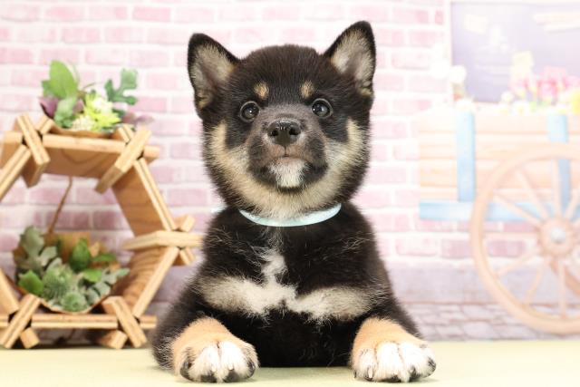 鹿児島県の柴犬(標準サイズ) (Coo&RIKU霧島店/2024年3月12日生まれ/男の子/黒)の子犬