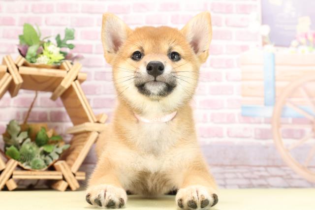 鹿児島県の柴犬(標準サイズ) (Coo&RIKU鹿屋店/2024年3月12日生まれ/女の子/赤)の子犬