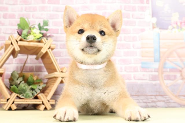 静岡県の柴犬(標準サイズ) (Coo&RIKU藤枝店/2024年3月12日生まれ/男の子/赤)の子犬