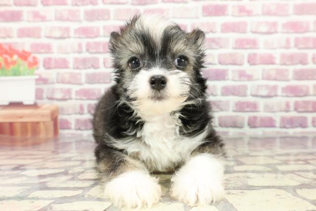 東京都のハーフ犬 (Coo&RIKU足立本店/2024年3月11日生まれ/女の子/ブラウンホワイト)の子犬