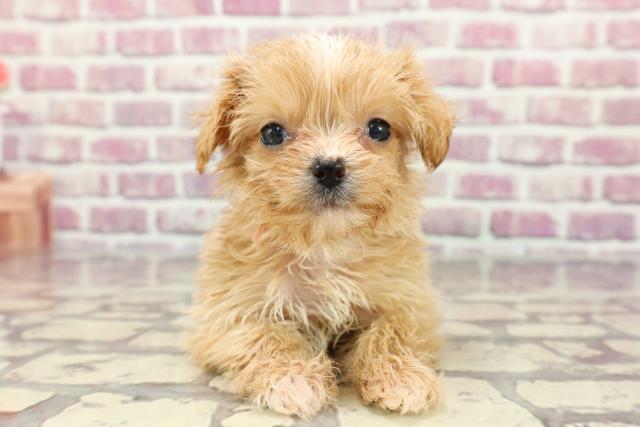 群馬県のチワプー/プーチー(チワワ×プードル) (Coo&RIKU高崎店/2024年3月13日生まれ/女の子/アプリコットホワイト)の子犬