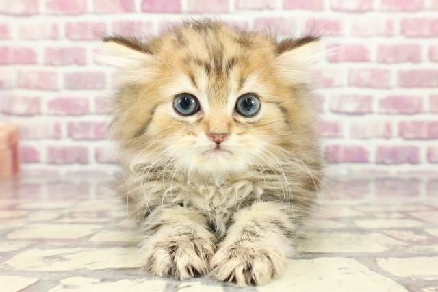 栃木県のペルシャ (Coo&RIKU宇都宮店/2024年3月11日生まれ/男の子/チンチラゴールデン)の子猫