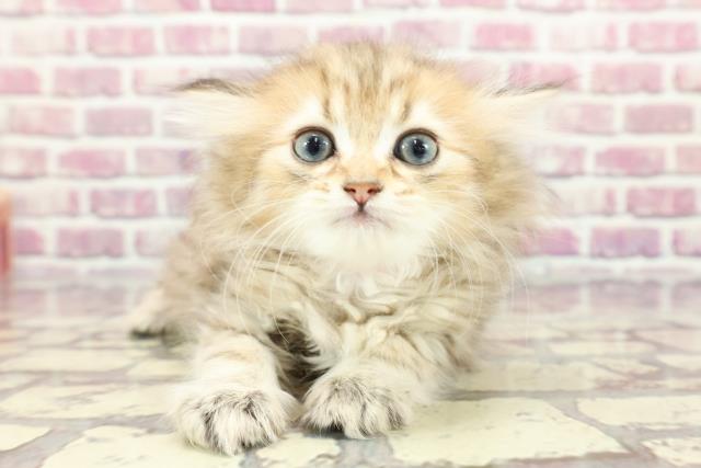 栃木県のペルシャ (Coo&RIKU小山店/2024年3月11日生まれ/女の子/チンチラゴールデン)の子猫